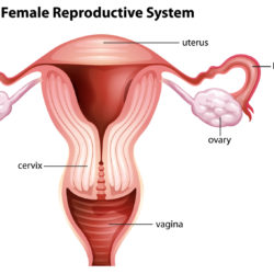 Female reproductive system | RSC SF Bay Area | CA