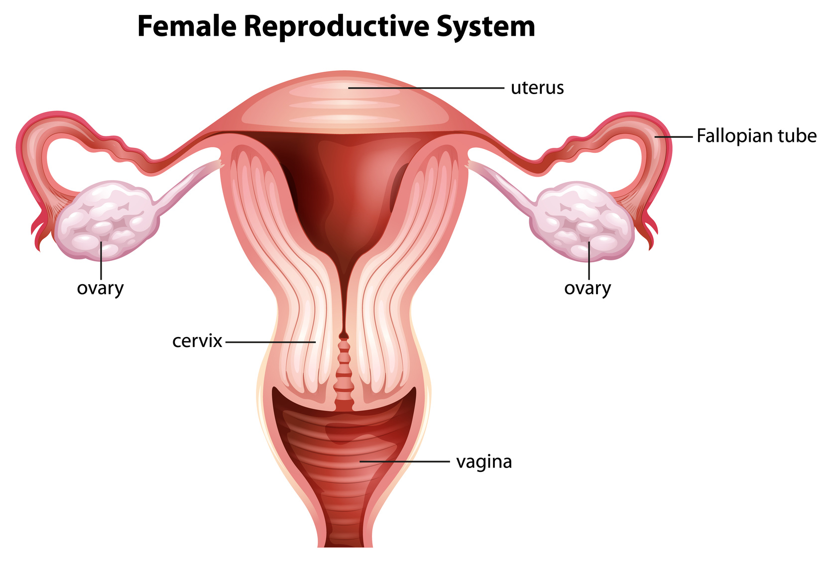 Female reproductive system