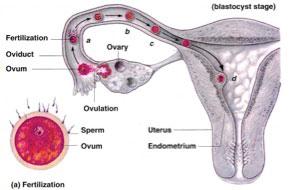 In Order to Conceive and Have a Baby…
